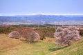 Cherry tree and snowy mountain Royalty Free Stock Photo