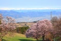 Cherry tree and snowy mountain Royalty Free Stock Photo
