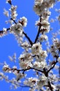 Cherry tree in spring