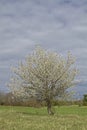 Cherry tree in spring Royalty Free Stock Photo