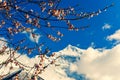 Cherry tree spring flowers with mountain peak in background, Himalayas, Nepal Royalty Free Stock Photo