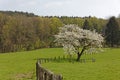 Cherry tree in spring, Lower Saxony, Germany Royalty Free Stock Photo