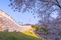cherry tree in spring and Namsan Mountain with Namsan Tower in the background, Seoul. South Korea Royalty Free Stock Photo