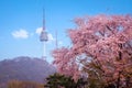 cherry tree in spring and Namsan Mountain with Namsan Tower in the background, Seoul. South Korea Royalty Free Stock Photo