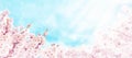 Sakura cherry tree pink spring flowers horizontal background Royalty Free Stock Photo