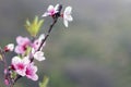 Cherry tree starting its flowering with the first shoots Royalty Free Stock Photo