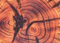 Cherry tree trunk cross-section burnt and prefinished with natural oil Royalty Free Stock Photo