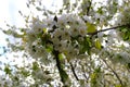 Cherry tree white flowers and fresh leaves Royalty Free Stock Photo