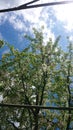 Cherry-tree. Spring. White flowers, green leafs and beautiful blue sky with white clouds. Very nice! Royalty Free Stock Photo