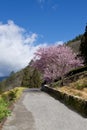 Cherry tree in Wuling Farm Taiwan Royalty Free Stock Photo
