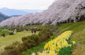 Cherry trees along Hinokinai river