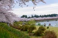Cherry trees along Hinokinai river