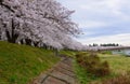 Cherry trees along Hinokinai river