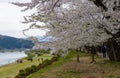 Cherry trees along Hinokinai river