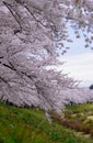 Cherry trees along Hinokinai river