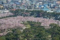 Cherry trees along the moats of Fort Goryokaku as seen from Goryokaku Tower,Hakodate,Hokkaido,Japan in spring.