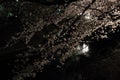 Cherry trees along Ooka river, Yokohama at evening Royalty Free Stock Photo