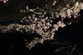 Cherry trees along Ooka river, Yokohama at evening Royalty Free Stock Photo