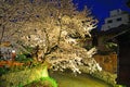 Cherry Trees along Shirakawa river at night