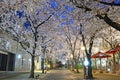 Cherry Trees along Shirakawasuji street