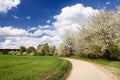 Cherry-trees along way and beautiful sky Royalty Free Stock Photo