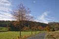 Cherry trees in autumn, country road in Holperdorp, Tecklenburg country, NRW, Germany Royalty Free Stock Photo