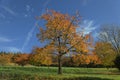 Cherry trees in autumn, Hagen, Germany