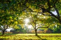 Cherry trees in Autumn at sunset. Royalty Free Stock Photo