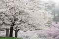 Cherry Trees in Bloom