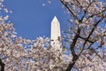 Cherry trees bloom with the Washington Monument