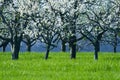 Cherry trees in blossom Royalty Free Stock Photo