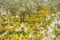 cherry trees in blossom, cherry orchard in spring, flowers dandelions, background, Royalty Free Stock Photo