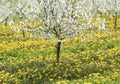 cherry trees in blossom, cherry orchard in spring, flowers dandelions, background,