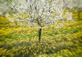 cherry trees in blossom, cherry orchard in spring, flowers dandelions, background, Royalty Free Stock Photo