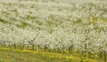 cherry trees in blossom, cherry orchard in spring, flowers dandelions, background, Royalty Free Stock Photo