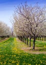 cherry trees and dandelions Royalty Free Stock Photo