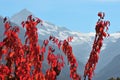 Cherry Trees in the fall in the Swiss Alps Royalty Free Stock Photo