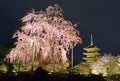 Cherry trees and Five-Storied Pagoda at To-ji Temple Royalty Free Stock Photo