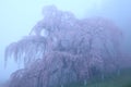 Cherry trees in fog Royalty Free Stock Photo