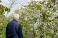 Cherry trees in full bloom in Germany. Farmer inspecting the orchard. Royalty Free Stock Photo