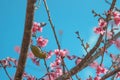 Cherry trees in full bloom on a tree-lined avenue and bird eat nectar from pollen with a sky in the spring background Royalty Free Stock Photo