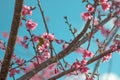 Cherry trees in full bloom on a tree-lined avenue and bird eat nectar from pollen with a sky in the spring background Royalty Free Stock Photo