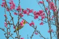 Cherry trees in full bloom on a tree-lined avenue and bird eat nectar from pollen with a sky in the spring background Royalty Free Stock Photo