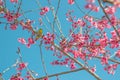 Cherry trees in full bloom on a tree-lined avenue and bird eat nectar from pollen with a sky in the spring background Royalty Free Stock Photo