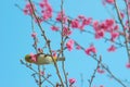 Cherry trees in full bloom on a tree-lined avenue and bird eat nectar from pollen with a sky in the spring background Royalty Free Stock Photo