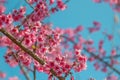 Cherry trees in full bloom on a tree-lined avenue with a sky in the spring background Royalty Free Stock Photo