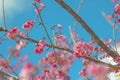 Cherry trees in full bloom on a tree-lined avenue with a sky in the spring background Royalty Free Stock Photo