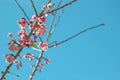 Cherry trees in full bloom on a tree-lined avenue with a sky in the spring background Royalty Free Stock Photo