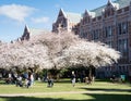 Cherry trees in full bloom at the University of Washington campus Royalty Free Stock Photo