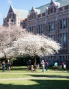 Cherry trees in full bloom at the University of Washington campus Royalty Free Stock Photo